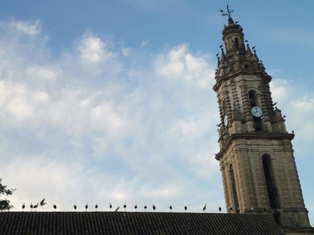 2020.08.29 CIGUEÑAS (1)